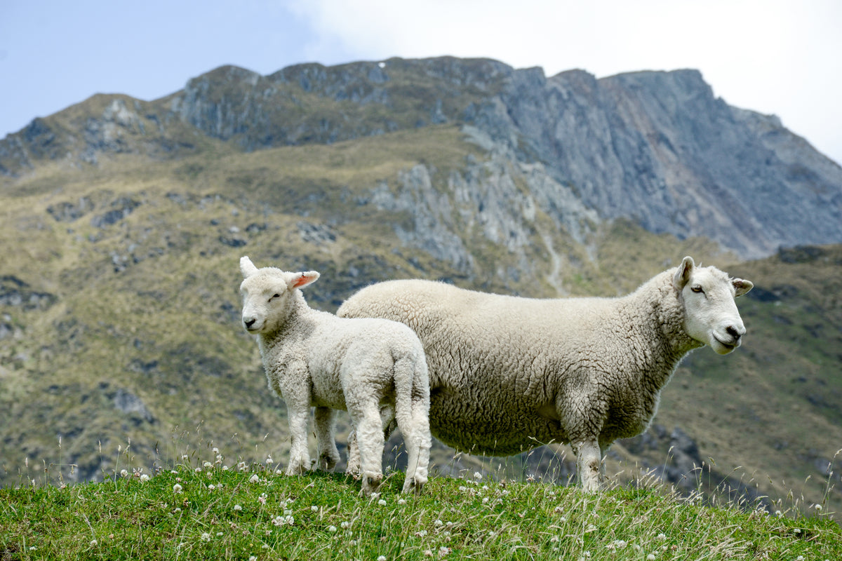 Shearing World | Shearing Supplies, Combs & Cutters Australia